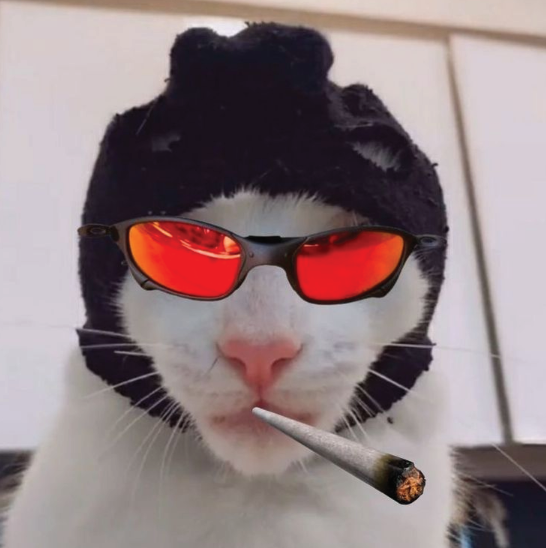 The $AURA cat, possessor of immense aura